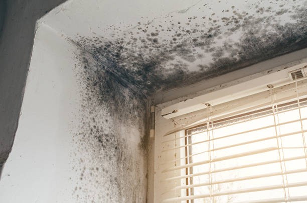 Trusted Basement Mold Remediation service in Ferndale, MD - Cheap Mold Removal